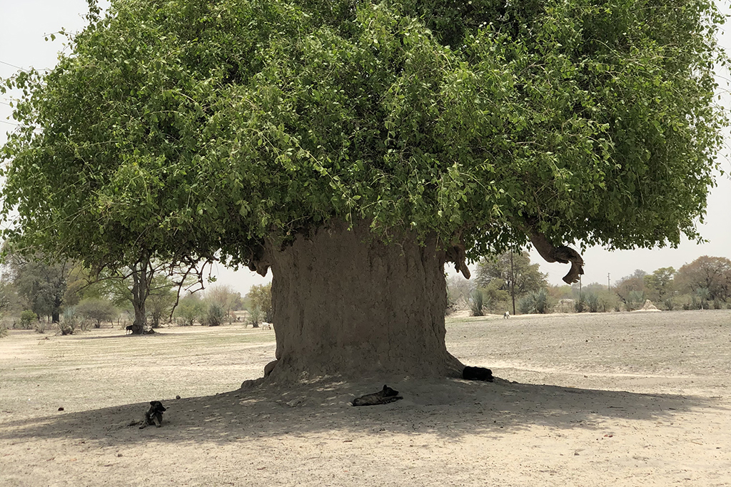 Enormt träd i Namibien. Vakthundarna vilar under den.