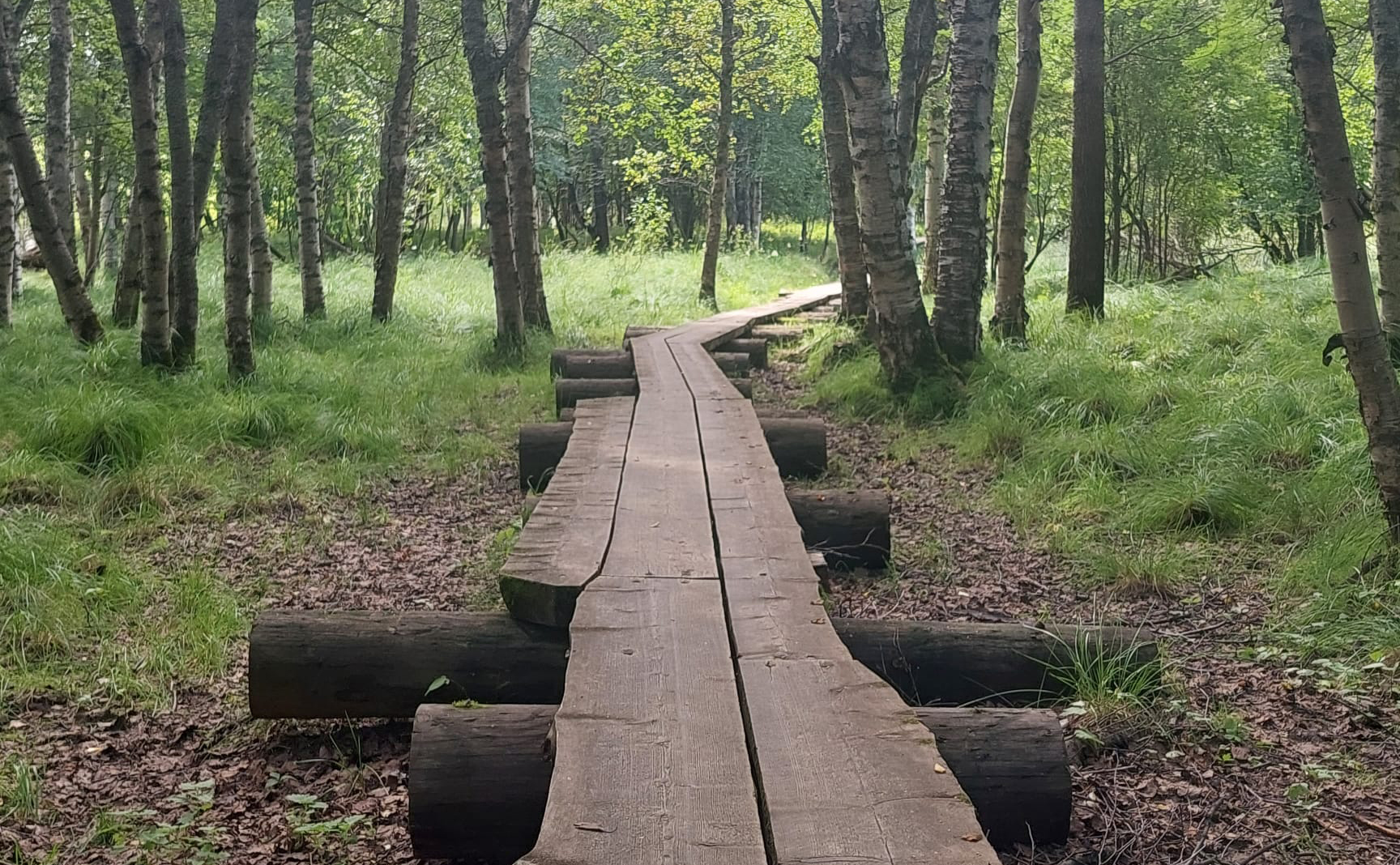 Pitkospuut kulkevat läpi metsän.