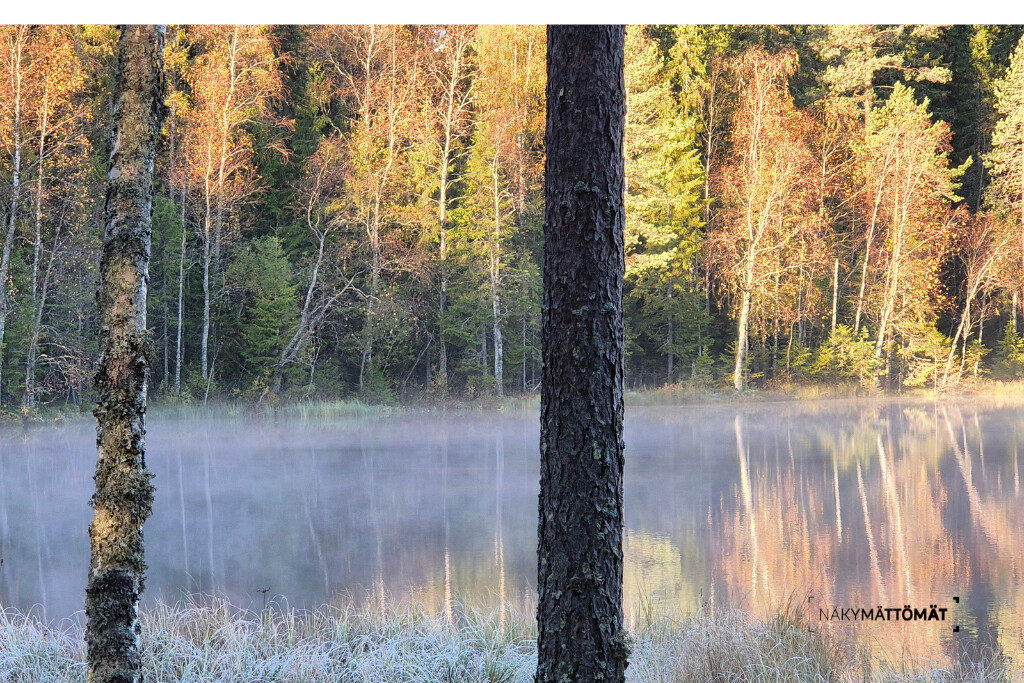 Aamu-usvainen luontomaisema
