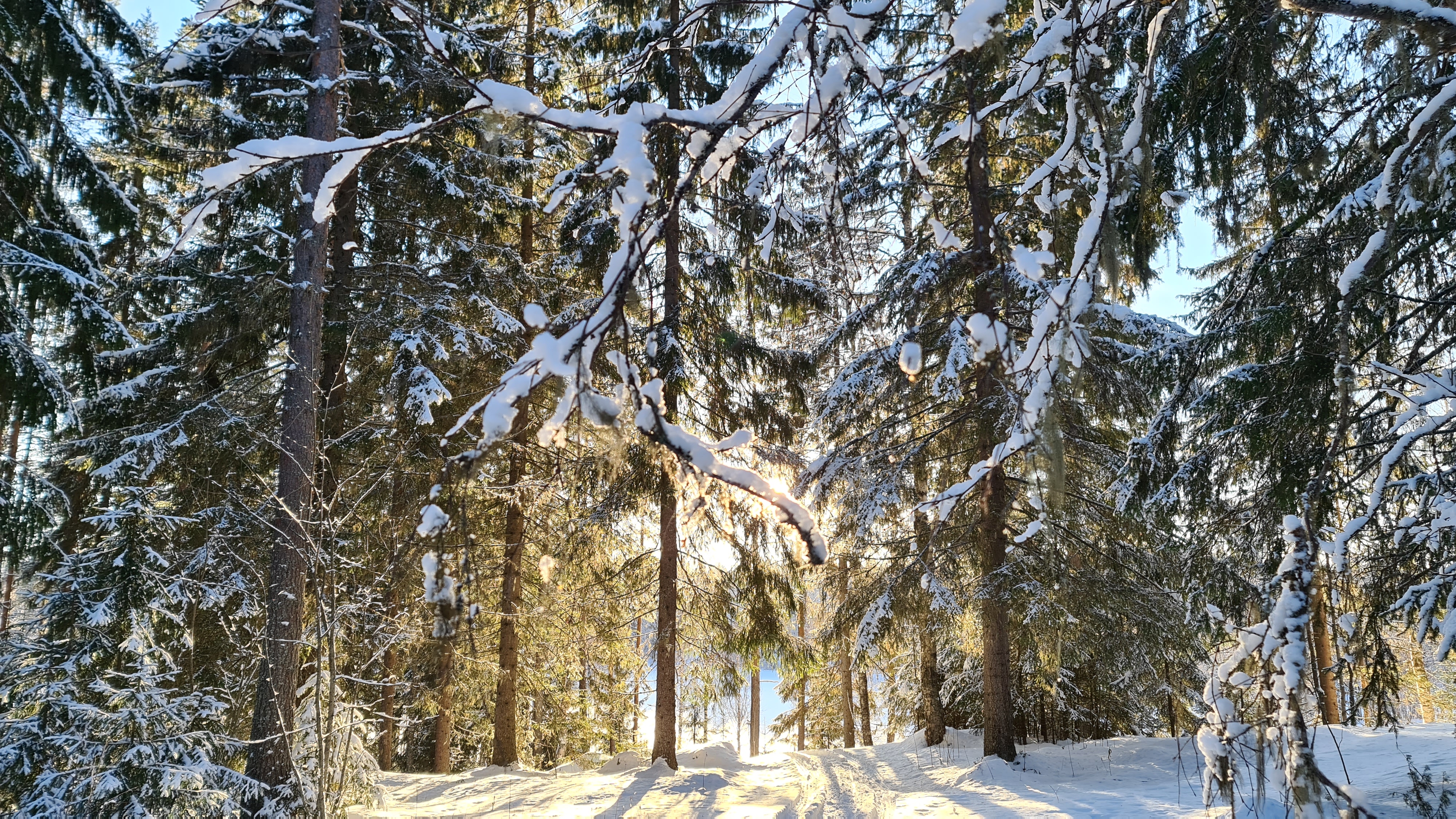 Luminen metsämaisema, puiden takan näkyy auringon valoa